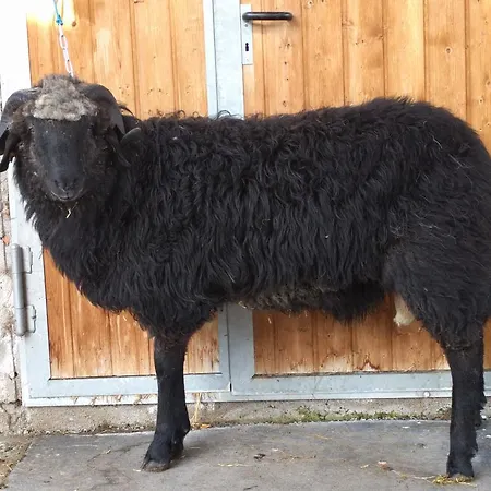 Vakantieboerderij Maurachbauer