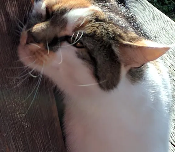 Maurachbauer Штумм