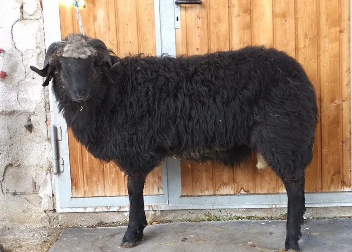 Alojamento de Turismo Rural Maurachbauer