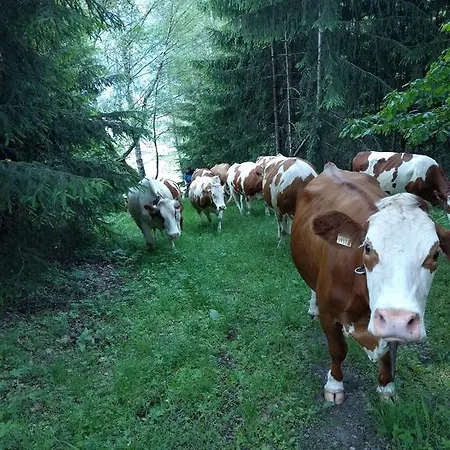 Maurachbauer Bauernhof *
