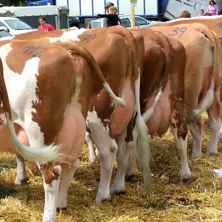 Maurachbauer * Stumm