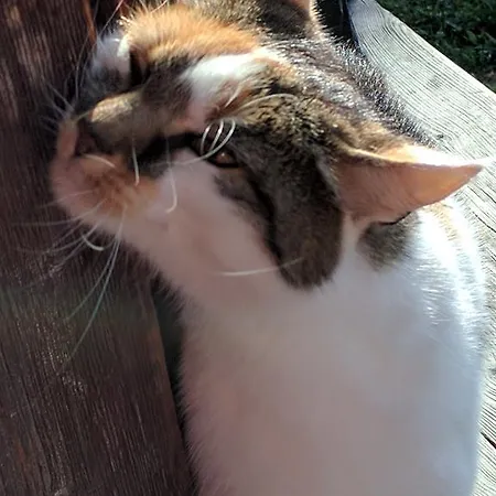 Maurachbauer シュトゥンム