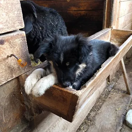 Maurachbauer ファームステイ *