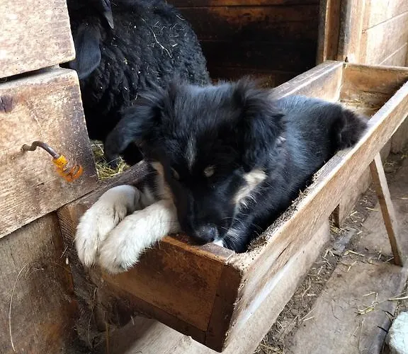 Maurachbauer Séjour à la ferme *