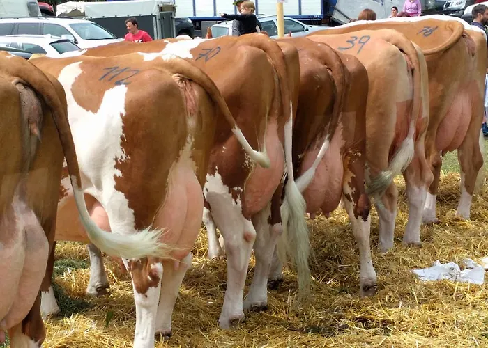 Maurachbauer * Stumm